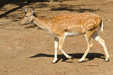 Fallow Deer Fawn