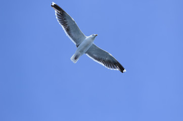 Common Gull