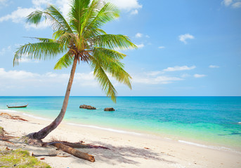 tropical beach with coconut palm. Koh Lanta, Thailand