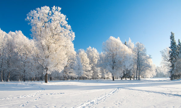 Fototapeta Winter park in snow