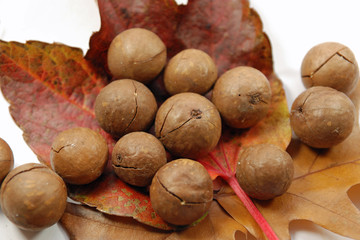HerbstNüsse