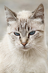 Fototapeta premium cat portrait