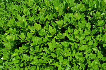 Fototapeta premium tree