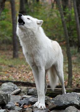 Healthy wild wolf howling in the woods