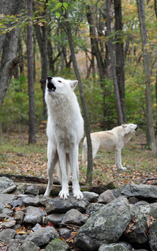 Two wild wolves howling in the woods