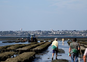 pêche à pied en bretagne