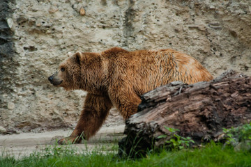 Obraz premium Bear portrait in Salzburg zoo