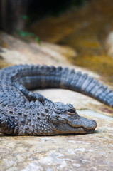 a crocodile