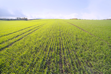 Germination in wheat field.