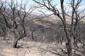 Burned trees