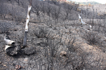 After the fire