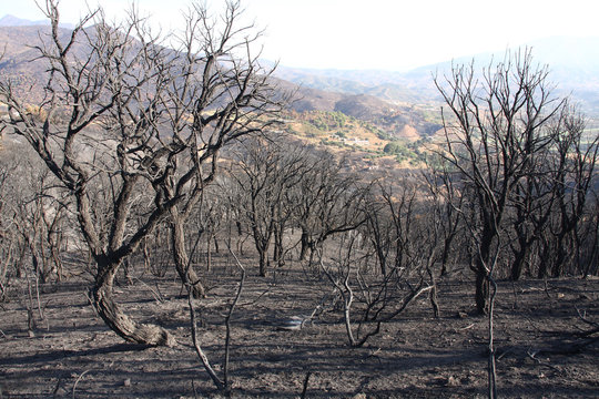Burned trees
