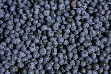 Blaubeeren