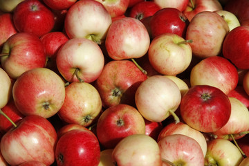 Äpfel