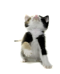 Cute kitten on white