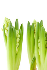 White Hyacinth flower in closeup over white background