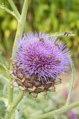 Cardoon Artichoke (Cynara cardunculus)