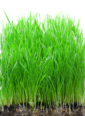Green grass isolated