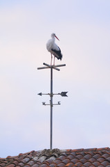 white stork on weather vane - Ciconia ciconia Linnaeus