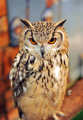 Búho real, aves rapaces nocturnas