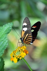 Papillon