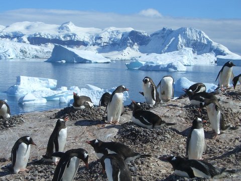 Pinguine