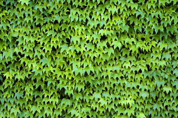 Background with Ivy Covered Wall