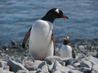 Fototapeta premium Eselspinguine