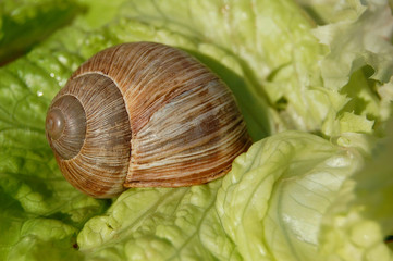 escargot sur salade