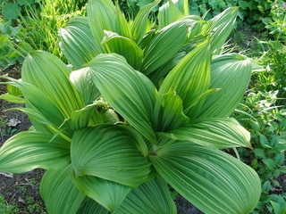 schwarzer Germer - veratrum nigrum