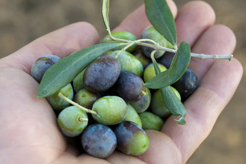 olive nella mano