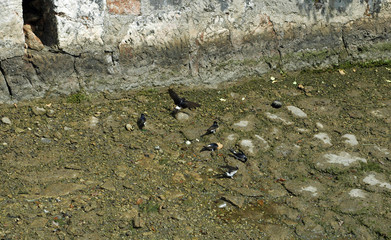 Jelsa sur l'île de Hvar - Hirondelle de fenêtre (Delichon urbi © arvernho