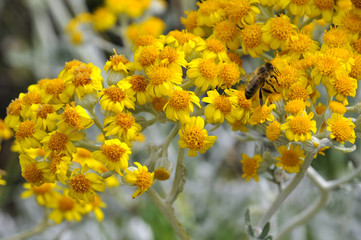 Honey bee feeding on dusty miller flowers