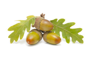 three acorns with oak leaves