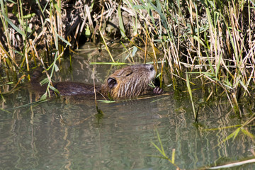 Nutria or Coypu (Myocastor coypus)