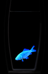 Glowing blue Goldfish in the dark