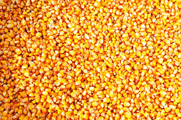 Corn background