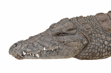 Detailed living Nile crocodile head isolated on white.