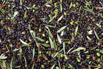 Olive raccolte da frangere