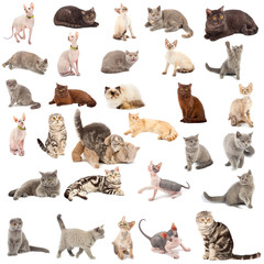 Collection of a cats
