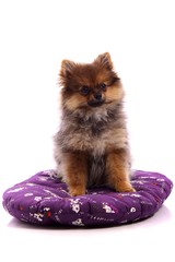 Obraz premium Welpe Pomeranian Zwergspitz sitzend auf lila Kissen