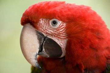 Red Macaw head close-up