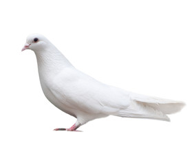 white dove sits isolated