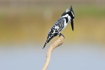 Obraz premium Pied Kingfisher