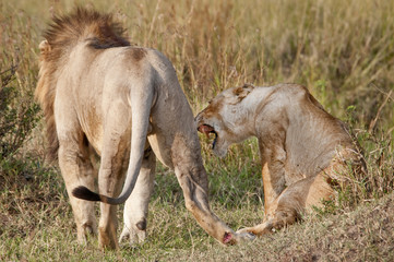 Naklejka na ściany i meble Lions skończył kopulacji, Masai Mara, Kenia