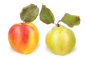 Peach and quince on a white background