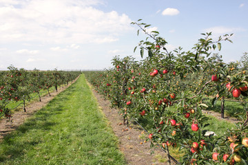 Fototapeta na wymiar apple orchard in summer, covered with colorful apples