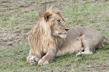 Obraz premium Young male Lion, Mara, Kenya