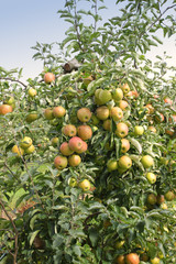 apple orchard in summer, covered with colorful apples