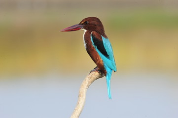 White throated kingfisher (Halcyon smyrnensis)
